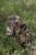 BACKPACK STARLINK GEN 2 Replica Multicam 020102 фото